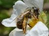 Osmia bicornis